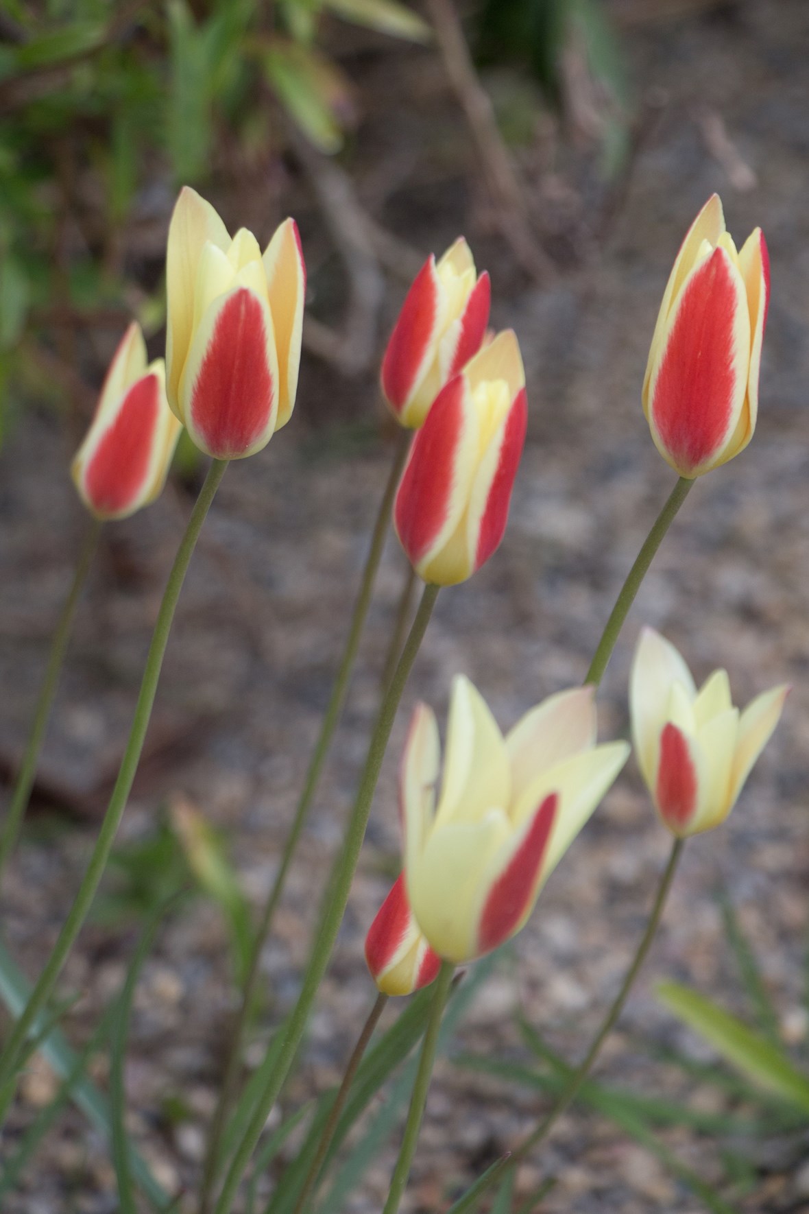 Tulipa clusiana 'Cynthia'